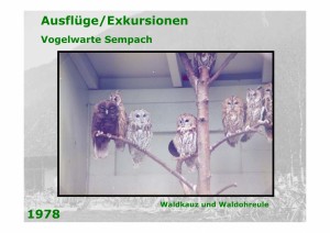 Seite051_aus_20030930_41_Jahre_Ornithologischer_Verein_Mauren