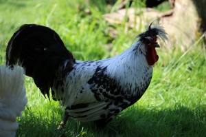 Huhn01 