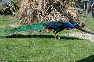 OV_Vogelpark_0639_kl       