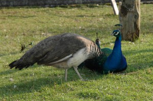 OV_Vogelpark_207a_kl       