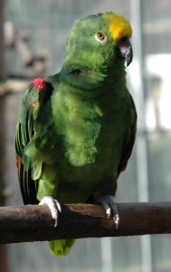 OV_Vogelpark_306a_kl       