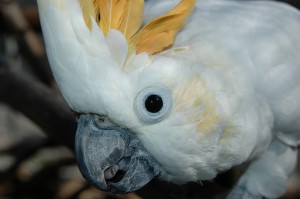 OV_Vogelpark_311b_kl       