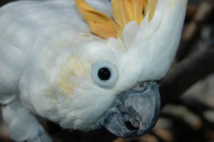 OV_Vogelpark_6311_kl        