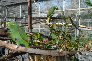 OV_Vogelpark_6353_kl        