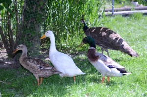 OV_Vogelpark_5098       