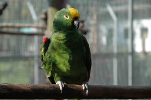 OV_Vogelpark_6305     