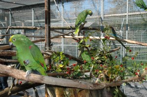 OV_Vogelpark_6353     