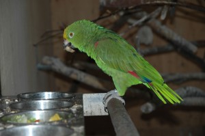 OV_Vogelpark_6388     