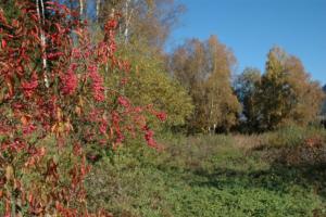 Birka_Naturschutz_082