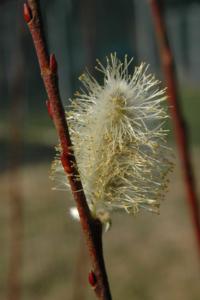 Birka_Naturschutz_2206.JPG